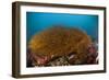Kelp on Cuverville Island, Antarctic Peninsula, Antarctica-null-Framed Photographic Print