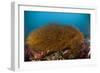 Kelp on Cuverville Island, Antarctic Peninsula, Antarctica-null-Framed Photographic Print