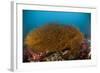 Kelp on Cuverville Island, Antarctic Peninsula, Antarctica-null-Framed Photographic Print