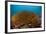 Kelp on Cuverville Island, Antarctic Peninsula, Antarctica-null-Framed Photographic Print