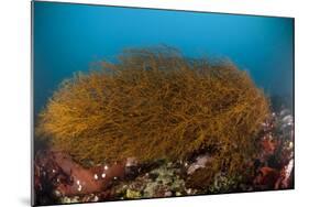 Kelp on Cuverville Island, Antarctic Peninsula, Antarctica-null-Mounted Photographic Print