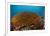 Kelp on Cuverville Island, Antarctic Peninsula, Antarctica-null-Framed Photographic Print