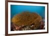 Kelp on Cuverville Island, Antarctic Peninsula, Antarctica-null-Framed Photographic Print