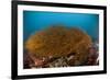 Kelp on Cuverville Island, Antarctic Peninsula, Antarctica-null-Framed Photographic Print