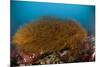 Kelp on Cuverville Island, Antarctic Peninsula, Antarctica-null-Mounted Photographic Print