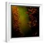 Kelp Seaweed Flowing in Water-Trigger Image-Framed Photographic Print