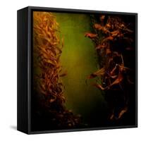 Kelp Seaweed Flowing in Water-Trigger Image-Framed Stretched Canvas