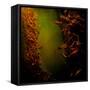 Kelp Seaweed Flowing in Water-Trigger Image-Framed Stretched Canvas