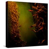 Kelp Seaweed Flowing in Water-Trigger Image-Stretched Canvas