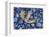 Kelp Washed Up on a Beach of Black Basalt Pebbles at Djupalonssandur, Snaefellsnes Peninsula-William Gray-Framed Photographic Print