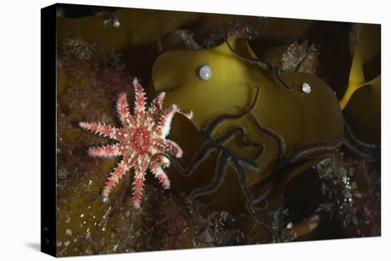 Kelp with Common - Red Sunstar (Crossaster Papposus) and Shells, Moere Coastline, Norway-Lundgren-Stretched Canvas