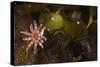 Kelp with Common - Red Sunstar (Crossaster Papposus) and Shells, Moere Coastline, Norway-Lundgren-Stretched Canvas