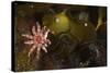 Kelp with Common - Red Sunstar (Crossaster Papposus) and Shells, Moere Coastline, Norway-Lundgren-Stretched Canvas