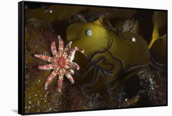 Kelp with Common - Red Sunstar (Crossaster Papposus) and Shells, Moere Coastline, Norway-Lundgren-Framed Stretched Canvas