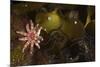 Kelp with Common - Red Sunstar (Crossaster Papposus) and Shells, Moere Coastline, Norway-Lundgren-Mounted Photographic Print