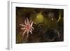 Kelp with Common - Red Sunstar (Crossaster Papposus) and Shells, Moere Coastline, Norway-Lundgren-Framed Photographic Print