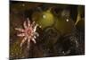 Kelp with Common - Red Sunstar (Crossaster Papposus) and Shells, Moere Coastline, Norway-Lundgren-Mounted Photographic Print