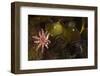 Kelp with Common - Red Sunstar (Crossaster Papposus) and Shells, Moere Coastline, Norway-Lundgren-Framed Photographic Print