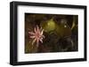 Kelp with Common - Red Sunstar (Crossaster Papposus) and Shells, Moere Coastline, Norway-Lundgren-Framed Photographic Print