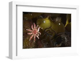 Kelp with Common - Red Sunstar (Crossaster Papposus) and Shells, Moere Coastline, Norway-Lundgren-Framed Photographic Print