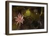 Kelp with Common - Red Sunstar (Crossaster Papposus) and Shells, Moere Coastline, Norway-Lundgren-Framed Photographic Print