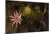 Kelp with Common - Red Sunstar (Crossaster Papposus) and Shells, Moere Coastline, Norway-Lundgren-Mounted Photographic Print