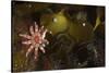 Kelp with Common - Red Sunstar (Crossaster Papposus) and Shells, Moere Coastline, Norway-Lundgren-Stretched Canvas