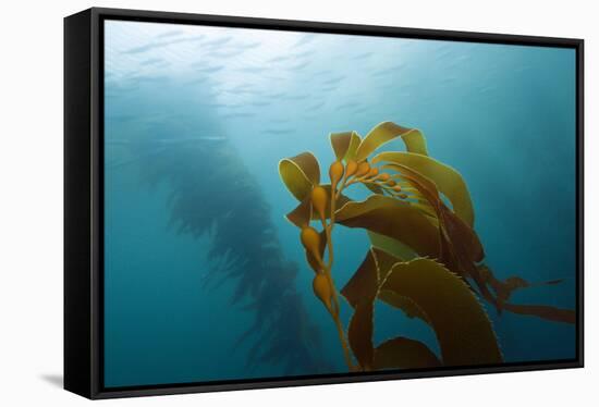 Kelp Wood Gigantic Seaweed, Macrocystis Pyrifera, San Benito Island, Mexico-Reinhard Dirscherl-Framed Stretched Canvas