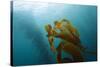 Kelp Wood Gigantic Seaweed, Macrocystis Pyrifera, San Benito Island, Mexico-Reinhard Dirscherl-Stretched Canvas