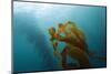 Kelp Wood Gigantic Seaweed, Macrocystis Pyrifera, San Benito Island, Mexico-Reinhard Dirscherl-Mounted Photographic Print