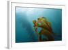 Kelp Wood Gigantic Seaweed, Macrocystis Pyrifera, San Benito Island, Mexico-Reinhard Dirscherl-Framed Photographic Print