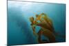 Kelp Wood Gigantic Seaweed, Macrocystis Pyrifera, San Benito Island, Mexico-Reinhard Dirscherl-Mounted Photographic Print