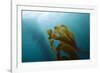 Kelp Wood Gigantic Seaweed, Macrocystis Pyrifera, San Benito Island, Mexico-Reinhard Dirscherl-Framed Photographic Print