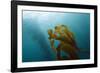 Kelp Wood Gigantic Seaweed, Macrocystis Pyrifera, San Benito Island, Mexico-Reinhard Dirscherl-Framed Photographic Print