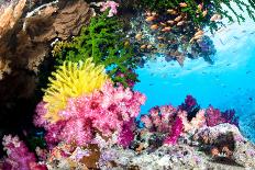 Colorful Nudibranch-Kelpfish-Framed Stretched Canvas