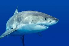 A Great White Shark Swimming at Guadalupe Island Looking for Food.-Kelpfish-Photographic Print