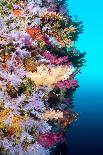 Scuba Diver Swims by a Beautiful Tropical Reef Full of Vibrant Purple and Orange Soft Corals.-Kelpfish-Photographic Print