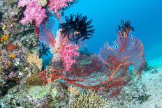 Beautiful, Pink Tropical Underwater Corals with a Large Red Seafan on a Reef Surrounded by Clean, B-Kelpfish-Photographic Print