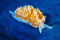 Colorful Nudibranch-Kelpfish-Photographic Print