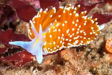 Scuba Diver Swims by a Beautiful Tropical Reef Full of Vibrant Purple and Orange Soft Corals.-Kelpfish-Photographic Print