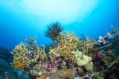 A Vibrantly Colored Reef Wall in Fiji Hosts a Large Species of Hard and Soft Corals and Gorgonian S-Kelpfish-Photographic Print