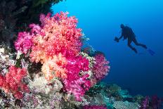 A Vibrantly Colored Reef Wall in Fiji Hosts a Large Species of Hard and Soft Corals and Gorgonian S-Kelpfish-Stretched Canvas