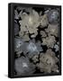 Essential Black