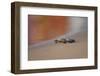 Kemp's Ridley Sea Turtle hatchling-Larry Ditto-Framed Photographic Print