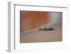 Kemp's Ridley Sea Turtle hatchling-Larry Ditto-Framed Photographic Print