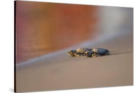 Kemp's Ridley Sea Turtle hatchling-Larry Ditto-Stretched Canvas