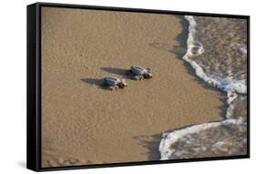 Kemp's riley sea turtle baby turtles walking towards surf, South Padre Island, South Texas, USA-Rolf Nussbaumer-Framed Stretched Canvas