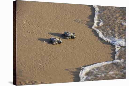 Kemp's riley sea turtle baby turtles walking towards surf, South Padre Island, South Texas, USA-Rolf Nussbaumer-Stretched Canvas