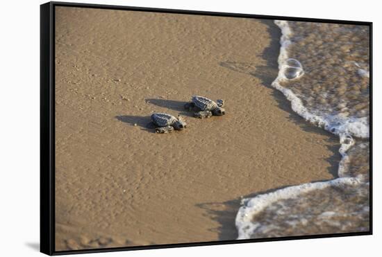 Kemp's riley sea turtle baby turtles walking towards surf, South Padre Island, South Texas, USA-Rolf Nussbaumer-Framed Stretched Canvas