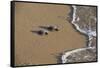 Kemp's riley sea turtle baby turtles walking towards surf, South Padre Island, South Texas, USA-Rolf Nussbaumer-Framed Stretched Canvas